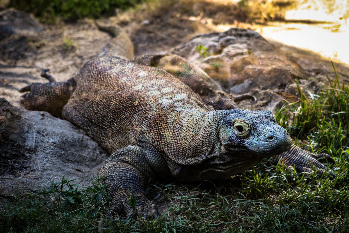 Komodo dragon resting in golden afternoon light, Komodo National Park