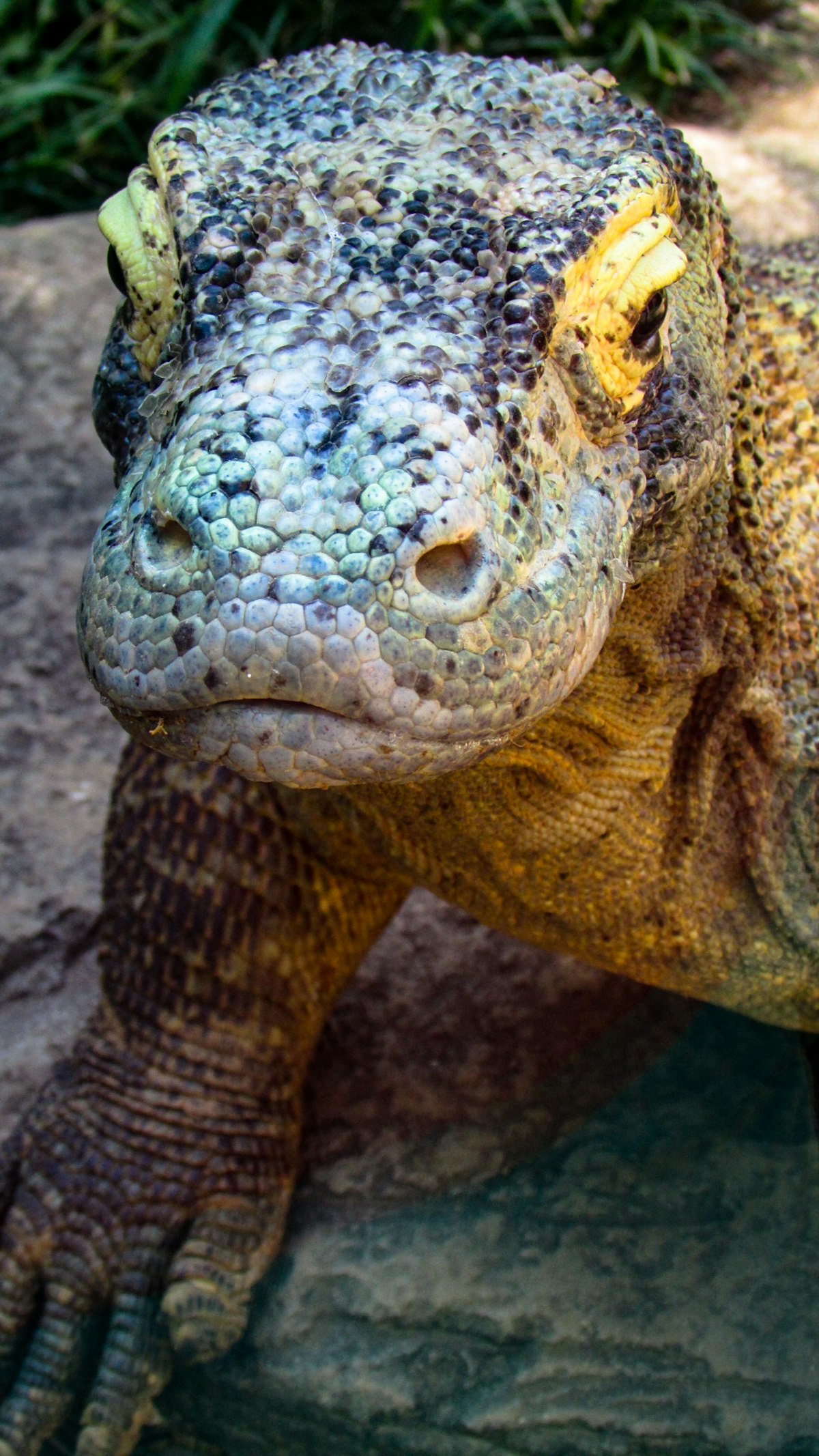 Close-up portrait of an adult Komodo dragon, Komodo National Park