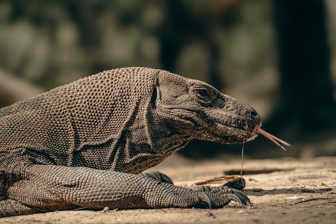 Komodo dragon resting in dry grass, Komodo Island, Indonesia